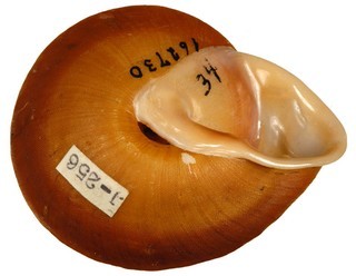 Pleurodonte chemnitziana