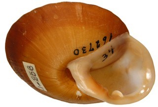 Pleurodonte chemnitziana