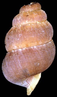 Adamsiella grayana