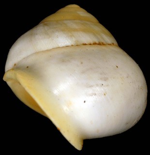 Helicina jamaicensis
