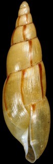 Euvaricella phillipsii