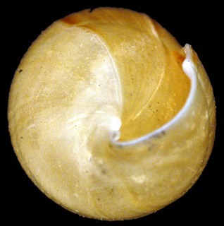 Euvaricella phillipsii