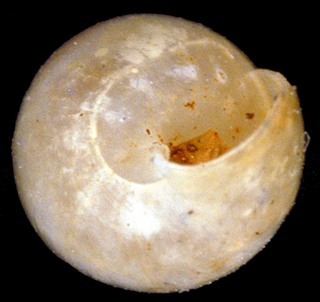Sigmataxis procerus