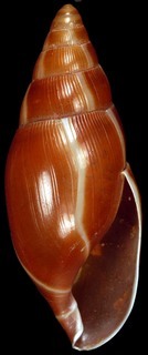 Varicella leucozonias