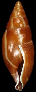 Varicella leucozonias