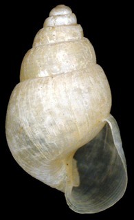 Lamellaxis monodon