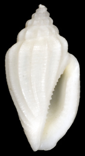 Eucithara columbelloides
