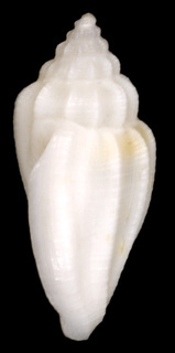 Eucithara columbelloides