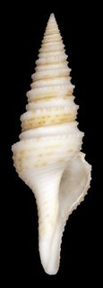 Lophiotoma panglaoensis