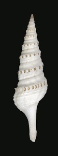 Lophiotoma albina