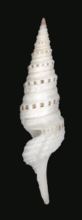 Lophiotoma albina