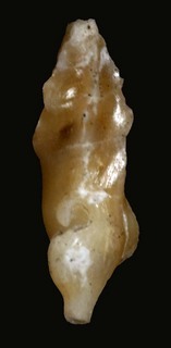 Plagiostropha quintuplex