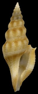 Glyphostoma oliverai