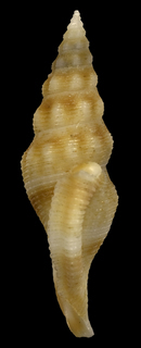 Glyphostoma oliverai