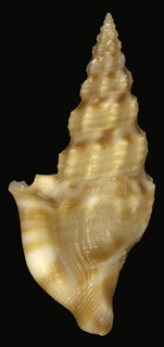 Glyphostoma otohimeae