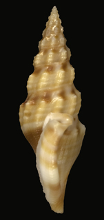 Glyphostoma otohimeae