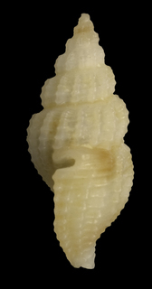 Lienardia subspurca