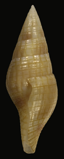Mitromorpha dorcas