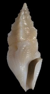 Plagiostropha ebur