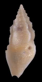 Plagiostropha ebur