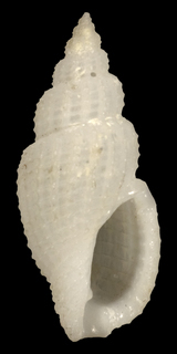 Pseudodaphnella tritonoides