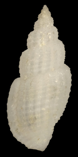 Pseudodaphnella tritonoides