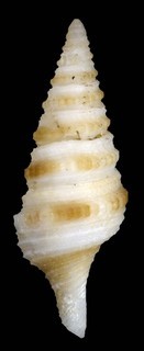 Gemmula rarimaculata