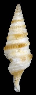 Gemmula rarimaculata