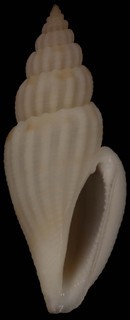 Eucithara cylindrica