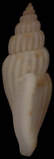 Eucithara cylindrica