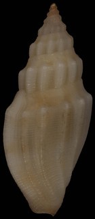 Eucithara fusiformis