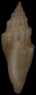 Eucithara fusiformis