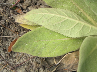 Verbascum thapsus