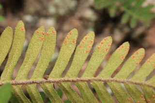 Pleopeltis polypodioides