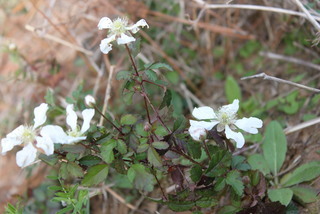 Rubus trivialis
