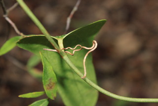 Smilax auriculata