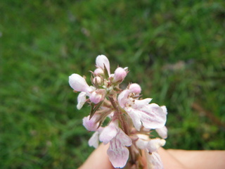 Stachys floridana