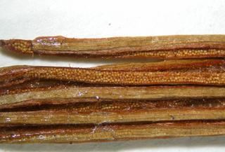 Actinostachys pennula, pinnae