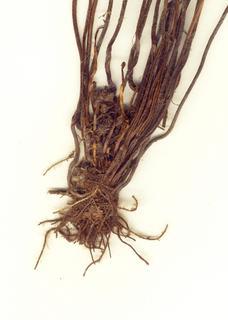 Actinostachys pennula, rhiz