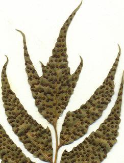 Cyrtomium falcatum, pinna-close