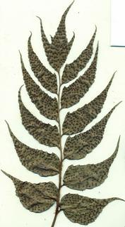 Cyrtomium falcatum, pinnae