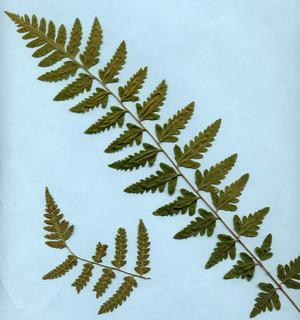 Dryopteris cristata, entire