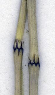 Equisetum variegatum, variegatum-sheath