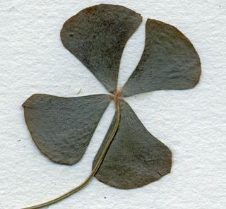 Marsilea vestita, leaf