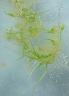 Marsilea vestita, new sporophytes