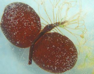 Marsilea vestita, sporocarp-new sporophytes