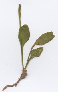 Ophioglossum petiolatum, 1