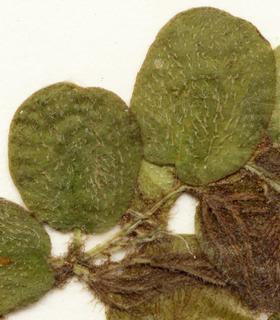 Salvinia minima, leaf