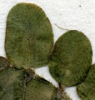 Salvinia natans, leaf