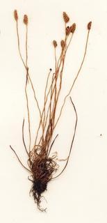 Schizaea pusilla, entire1
